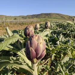 artichokes
