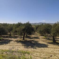 olive trees