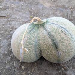 a twin melon