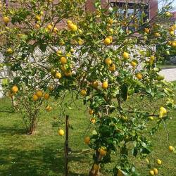 Ein Zitronenbaum im Garten, schön