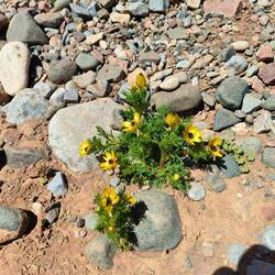 Adonis or pheasants eye