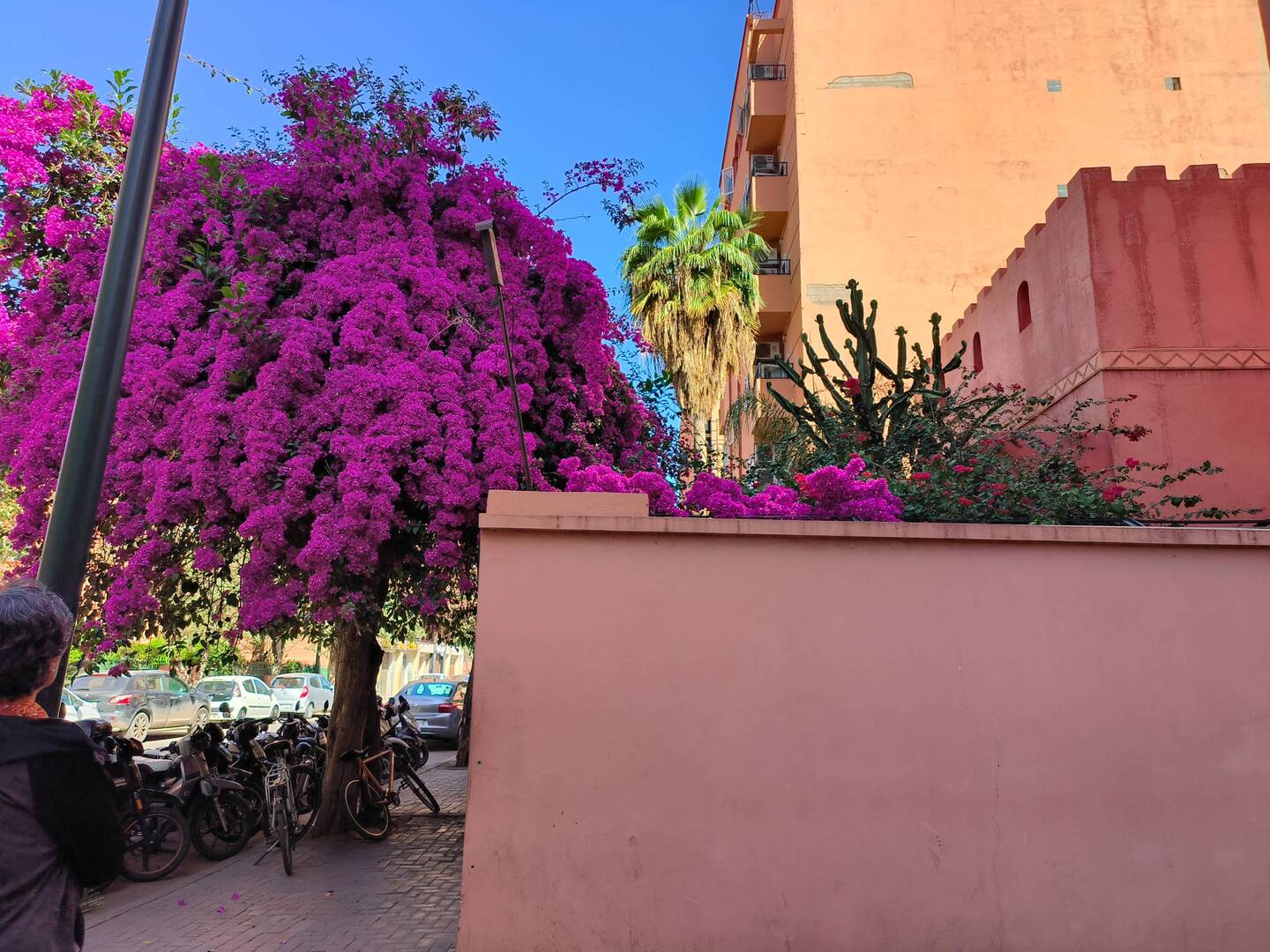 Bougainvillea