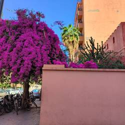 Bougainvillea