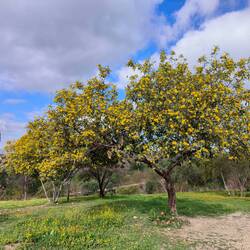 Wattle