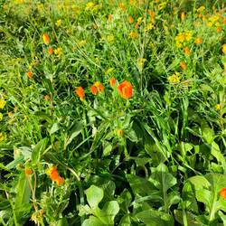 Marigold