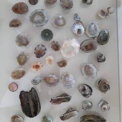 Collection of Shells