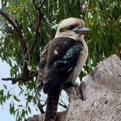 Mein stolzes Bild von dem berühmten "lachenden Hans"