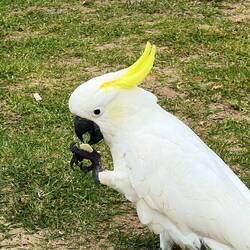 Und auch der typische Kakadu darf nicht fehlen