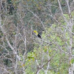 Keel-billed Toucan 🤩