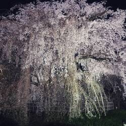 Größter Kirschblütenbaum in Kyoto