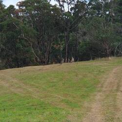Wilde Kängurus im Park