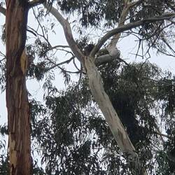 Freilebender schlafender Koala