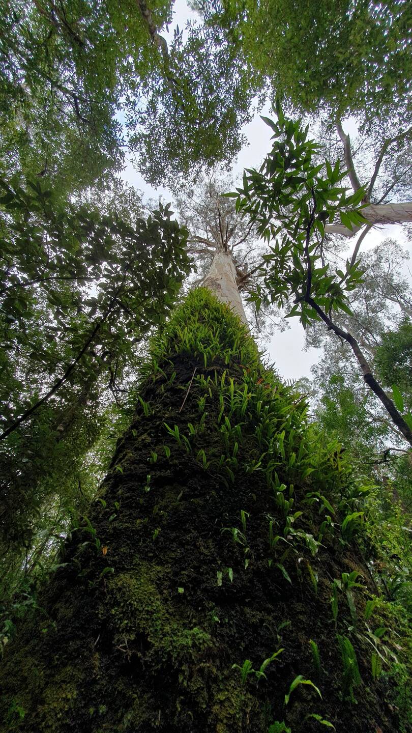 Regenwald