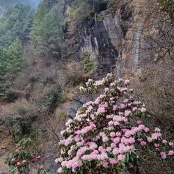 In den knapp 3 Wochen, die wir oben waren, haben hier unten die Rhododendren angefangen zu blühen