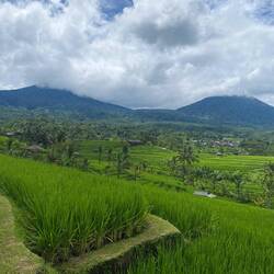 Jatiluwih Rice Terraces