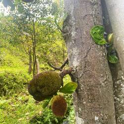 Jackfruit
