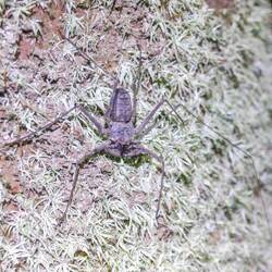 Mischung aus Spinne-Skorpion... Das braucht die Welt 😬