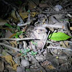 Pauraquenachtschwalbe