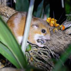 Könnte eine Reisratte gewesen sein?🐀