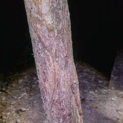 Kratzbaum eines Jaguars 😱