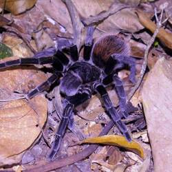 Nicht die einzige heute Abend 🕷️