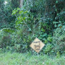 Er tat es tatsächlich!! Leider zu schnell für die Kamera 📷🐆🥲