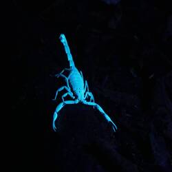 Skorpion im UV-Licht 🤩