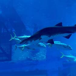 Aquarium in der Mall