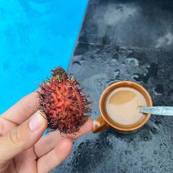 Rambutan - schmeckt wie eine Litschi 😄