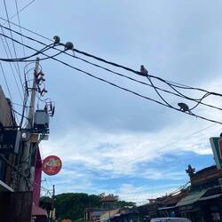 Affen auf den Stromleitungen mitten in der Stadt 🐒