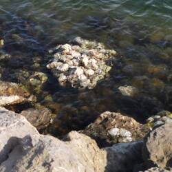 Ob diese Muscheln genießbar sind?