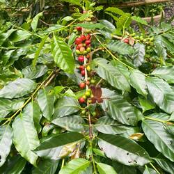 Café Arabica