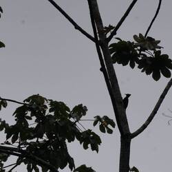 Specht (woodpecker)