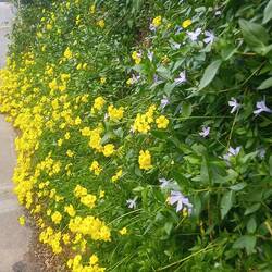 Der Frühling ist da, auch auf dem Weg zum Leuchtturm