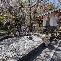La princesse et la grenouille au Japon