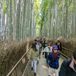 Bamboo forest et son succès