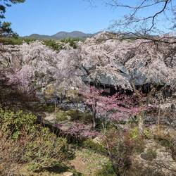 Au temple Tenryu-ji et ses cerisiers en fleur