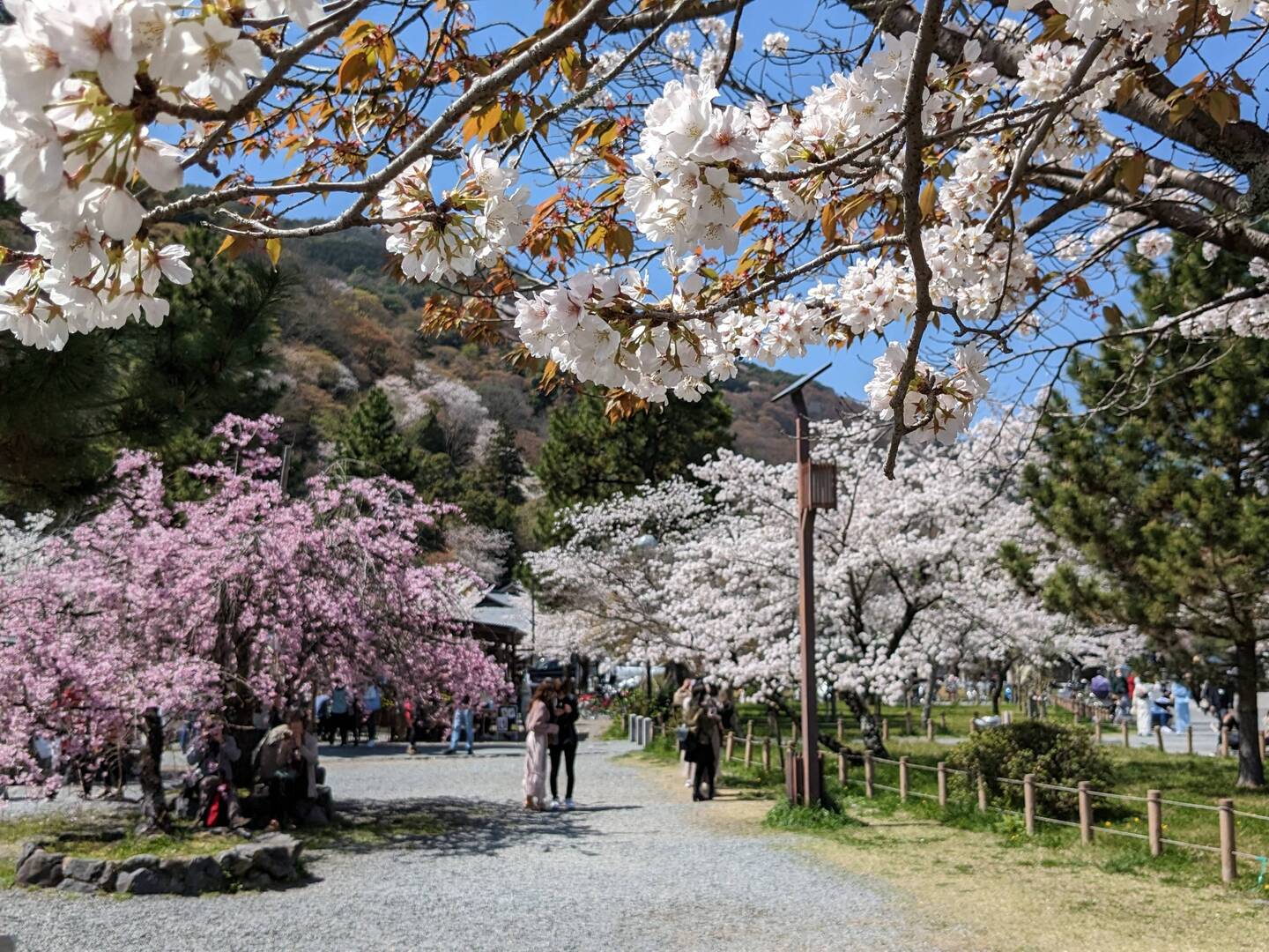 Des Sakura 🌸, des photos 📸, de la foule
