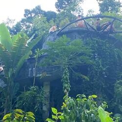 Mal mit vielen Papayas