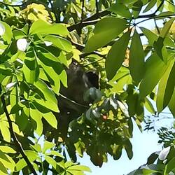 Das erste Faultier 😍