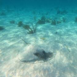 ... noch ein Stechrochen...