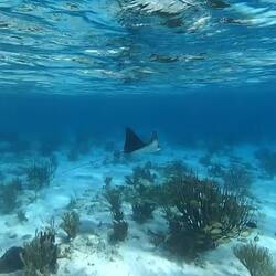 Adlerrochen...mit Bruchlandung 😄