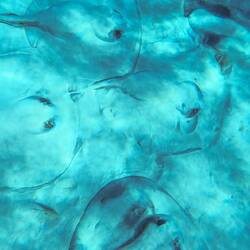 ... und ein Haufen Stechrochen😄