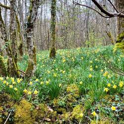 Narzissenkolonie mitten im Wald