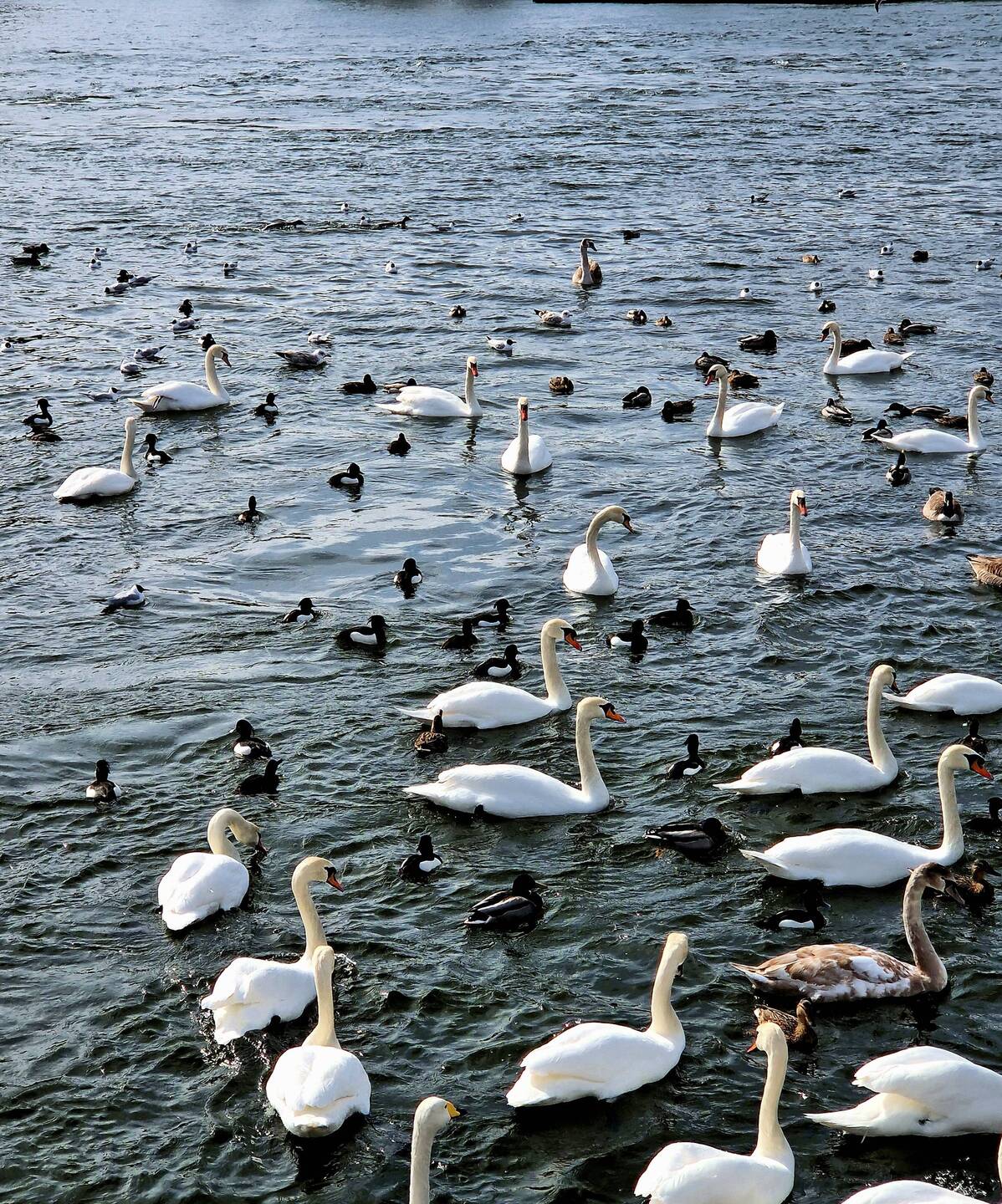 Wo Wasser ist, gibt es auch Vögel