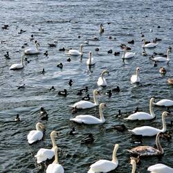 Wo Wasser ist, gibt es auch Vögel