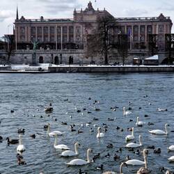 Für die ganzen Vögel gab es eine extra Futterstelle