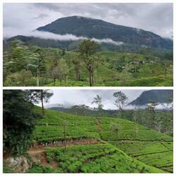 Views of tea plantations