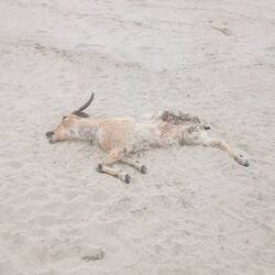 Sieht man eher selten am Strand