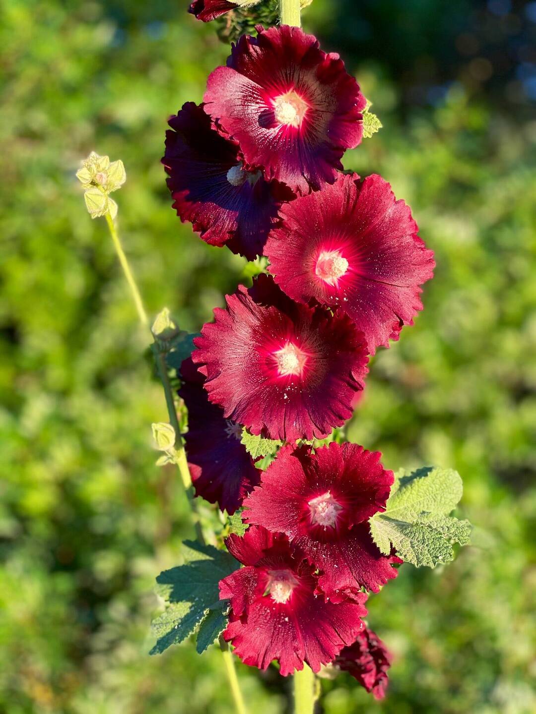Stockrosen im Licht der Abendsonne